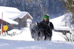 Lenk 2013